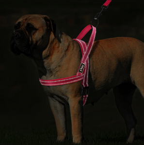 Reflective Dog Harness & Leash Sets!