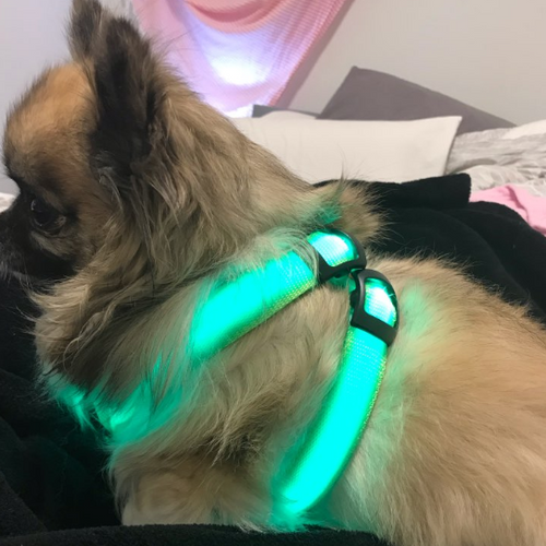 Neon Illuminating Bright Dog Safety Harness!  Rechargeable - 3 Modes!