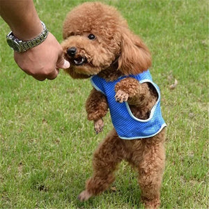 Pet's Summer Cooling Vest! NOW -->> 45% OFF!