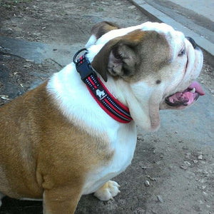 Soft Padded Reflective Dog Collars